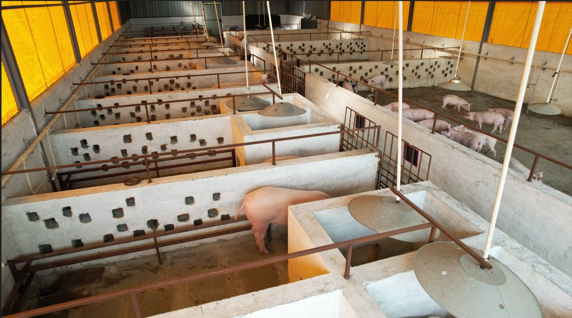 Piggery